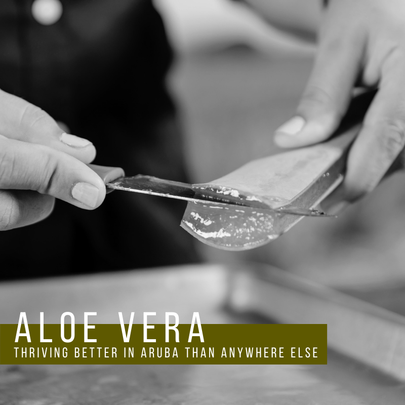 Aloe Vera | Thriving in Aruba