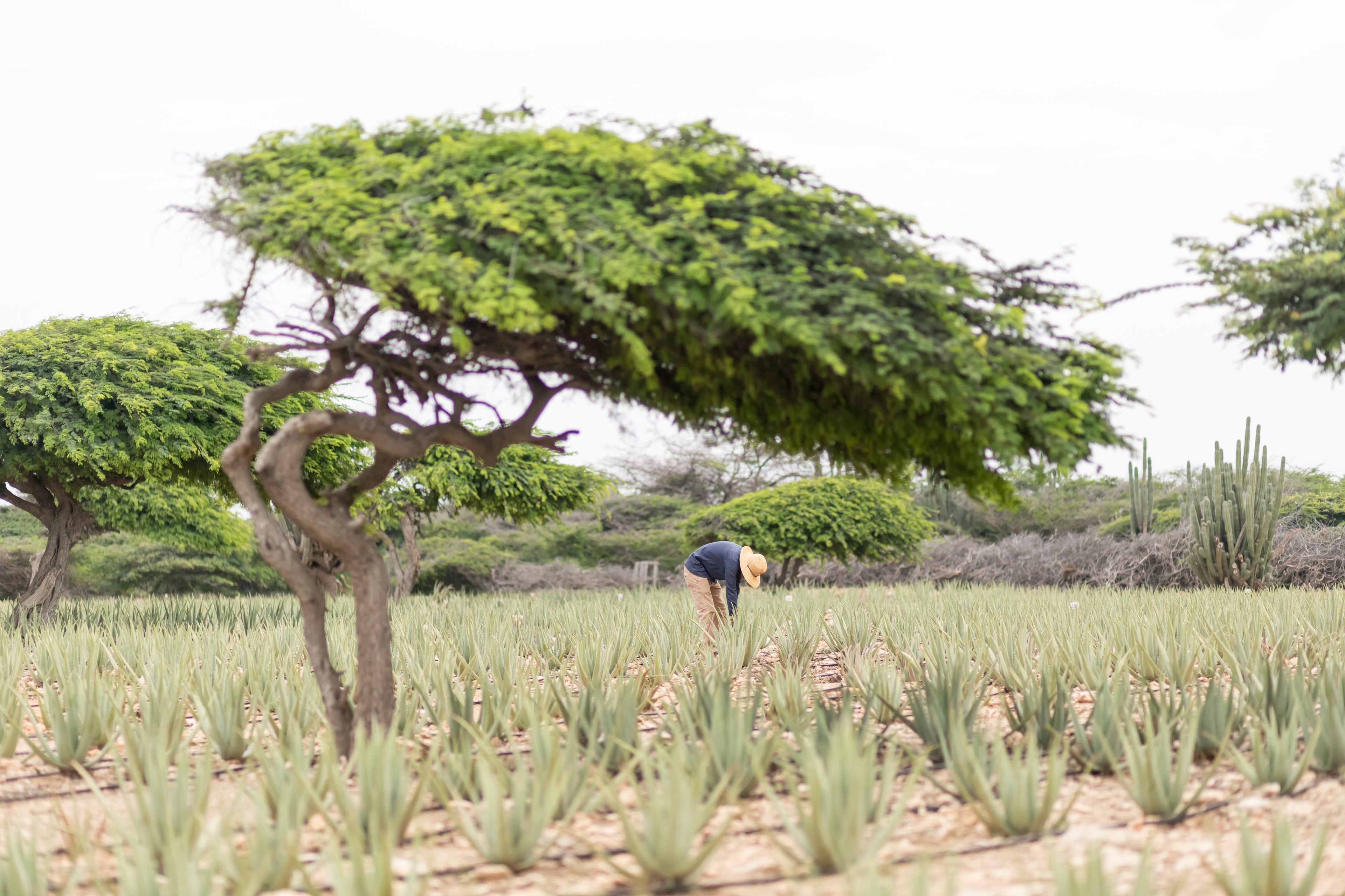 Aruba Aloe Field men working with aloe vera