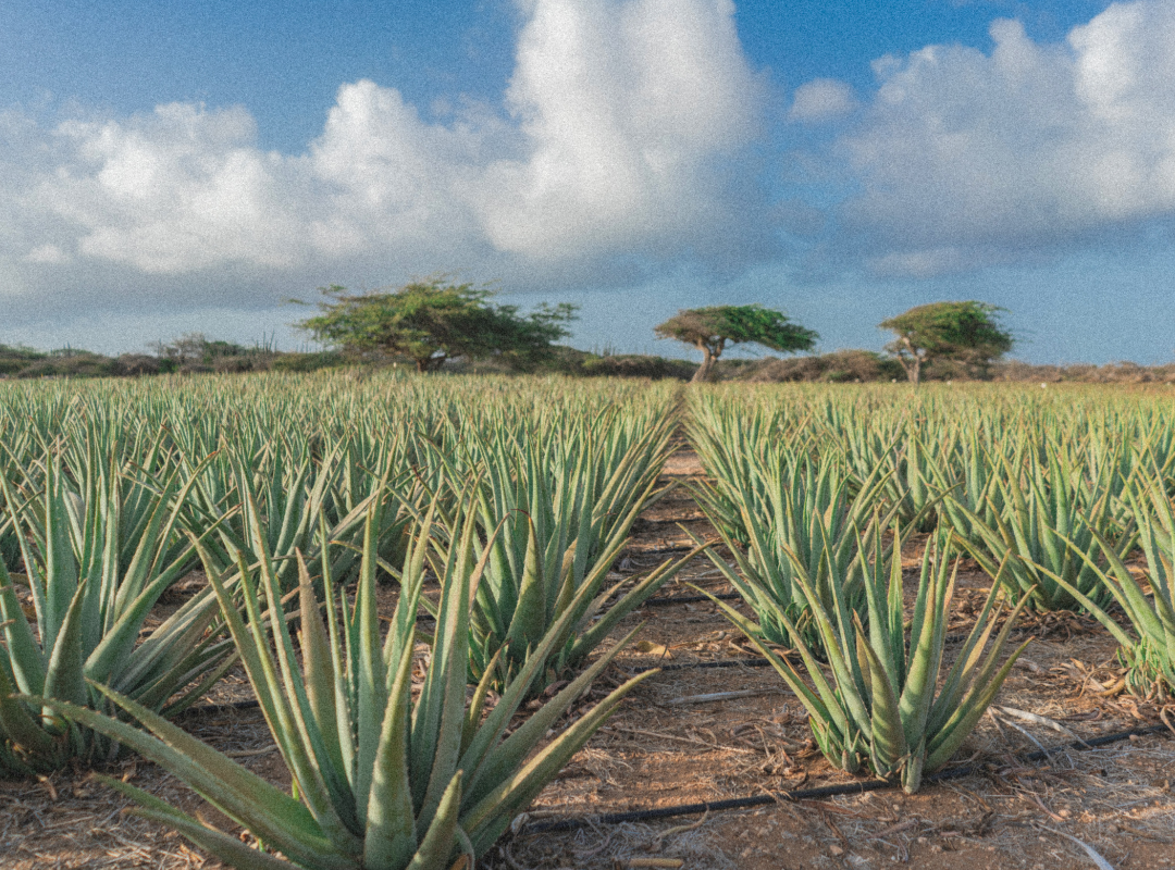 Agricultural field with rows of aloe vera under a blue sky with clouds.