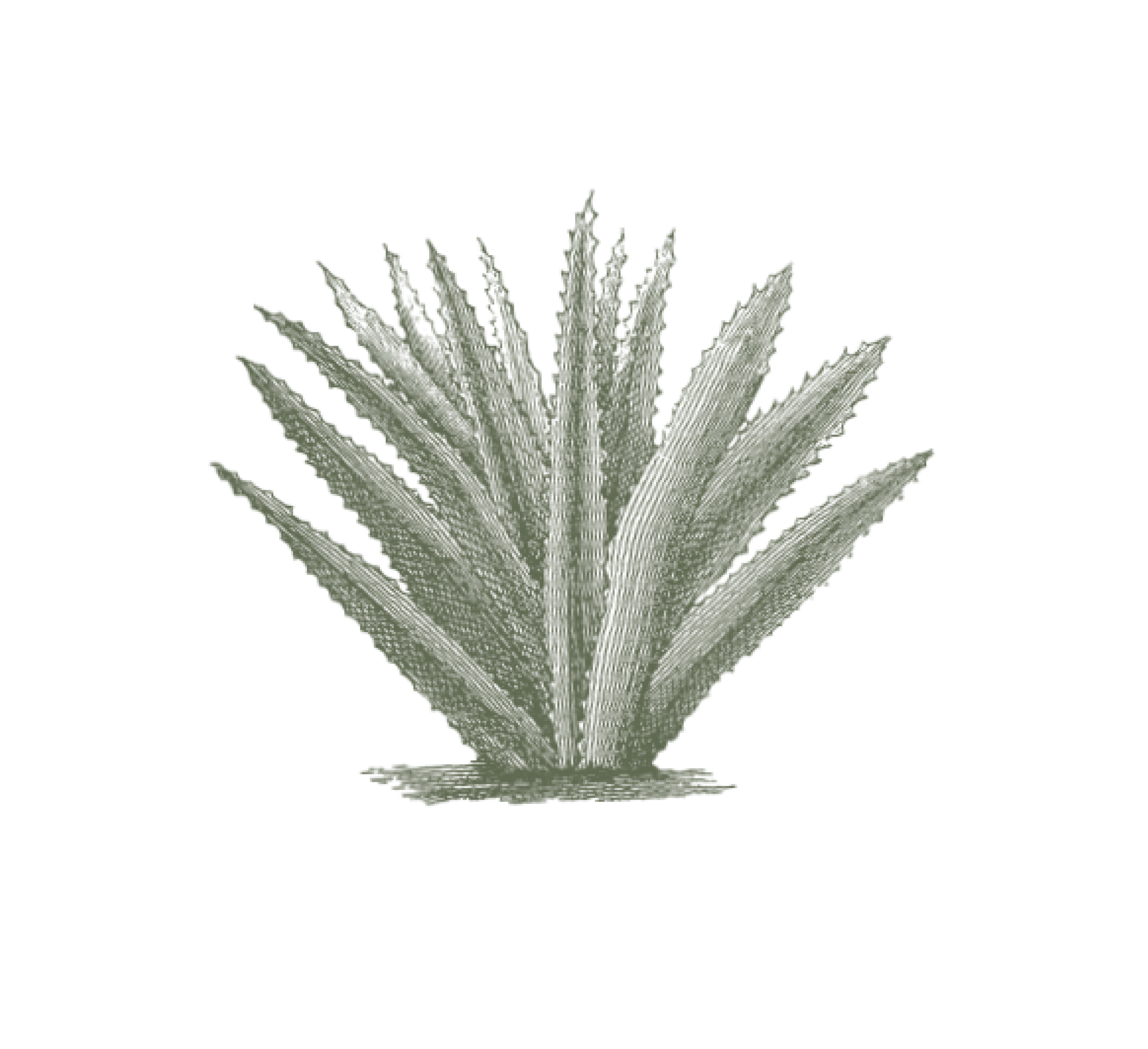 Royal Aruba Aloe Logo