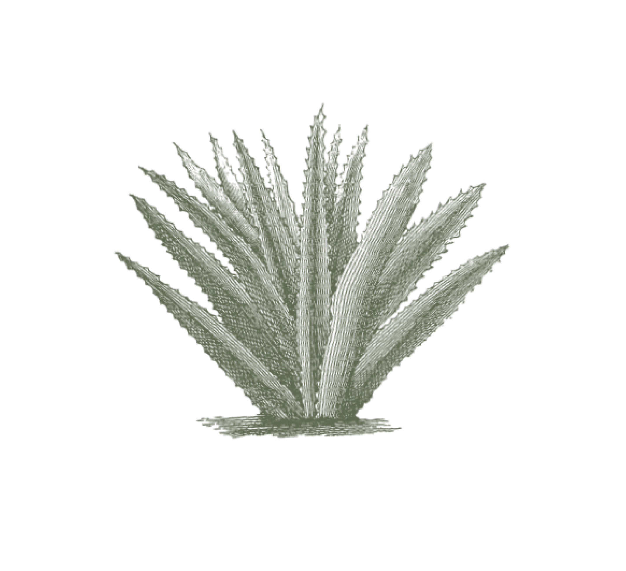 Royal Aruba Aloe Logo