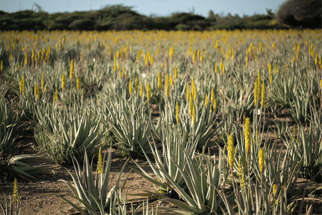 When you buy products with aloe vera, this is what you should know