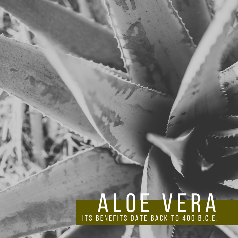 Aloe Vera | Since 400 B.C.E