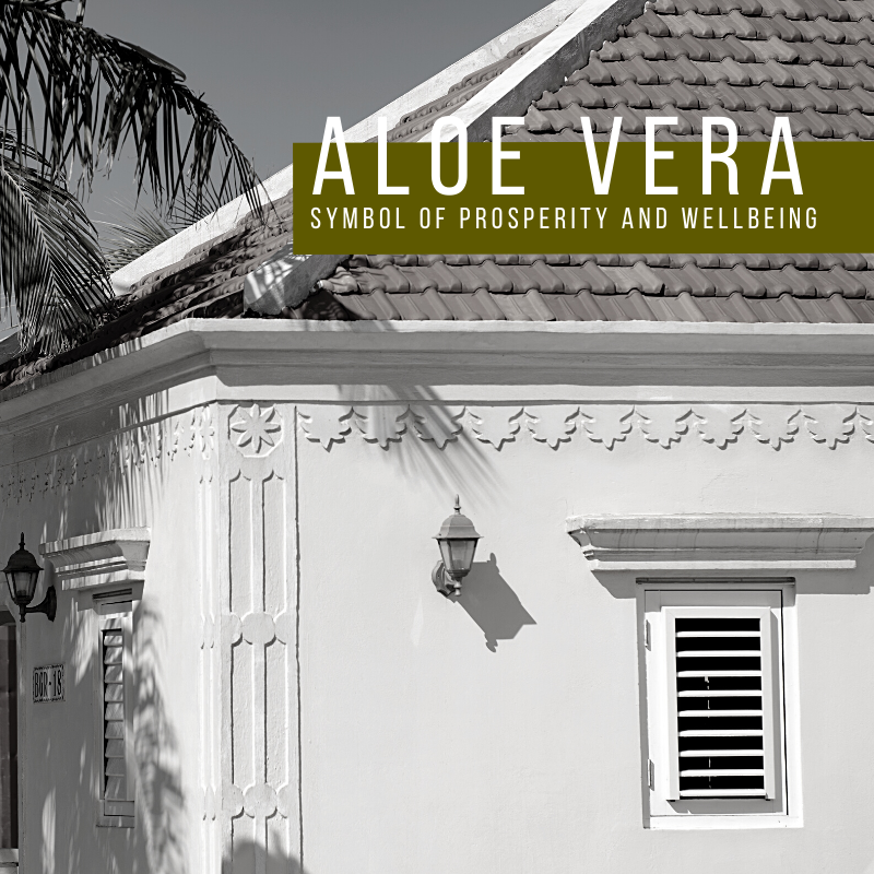 Aloe Vera | A symbol of prosperity