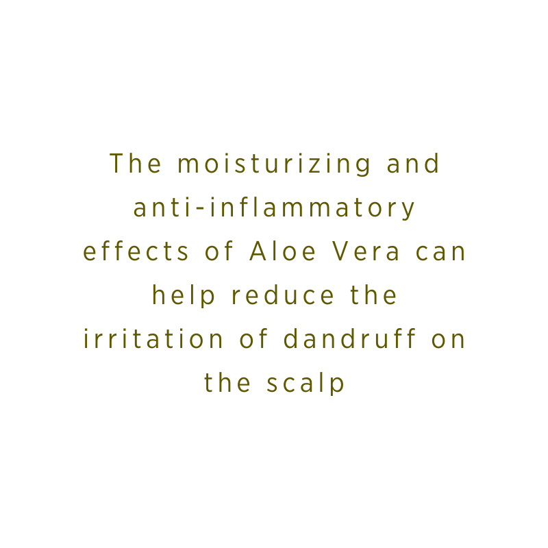 Aloe Vera | Dandruff Relief