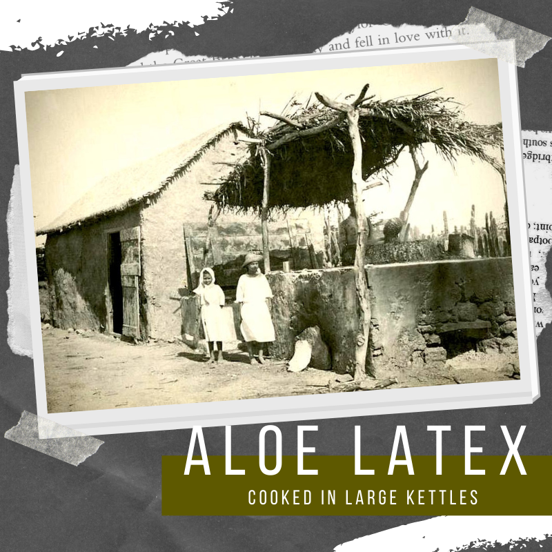 Aloe Vera | Cooking Latex