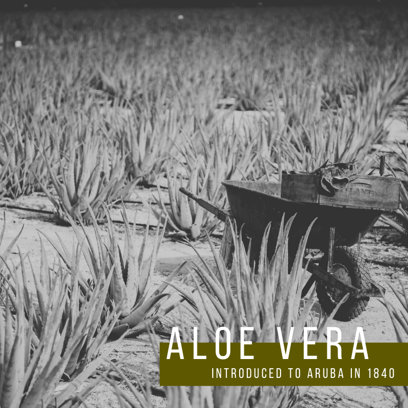 Aloe Vera | Introduced to Aruba in 1840