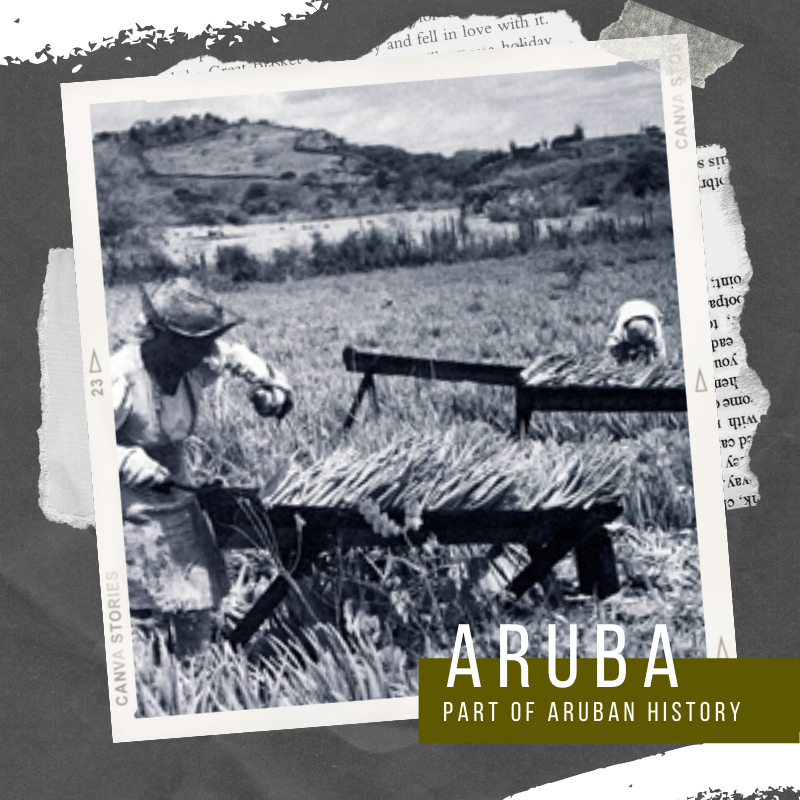 Aloe Vera | Intwined in Aruban History