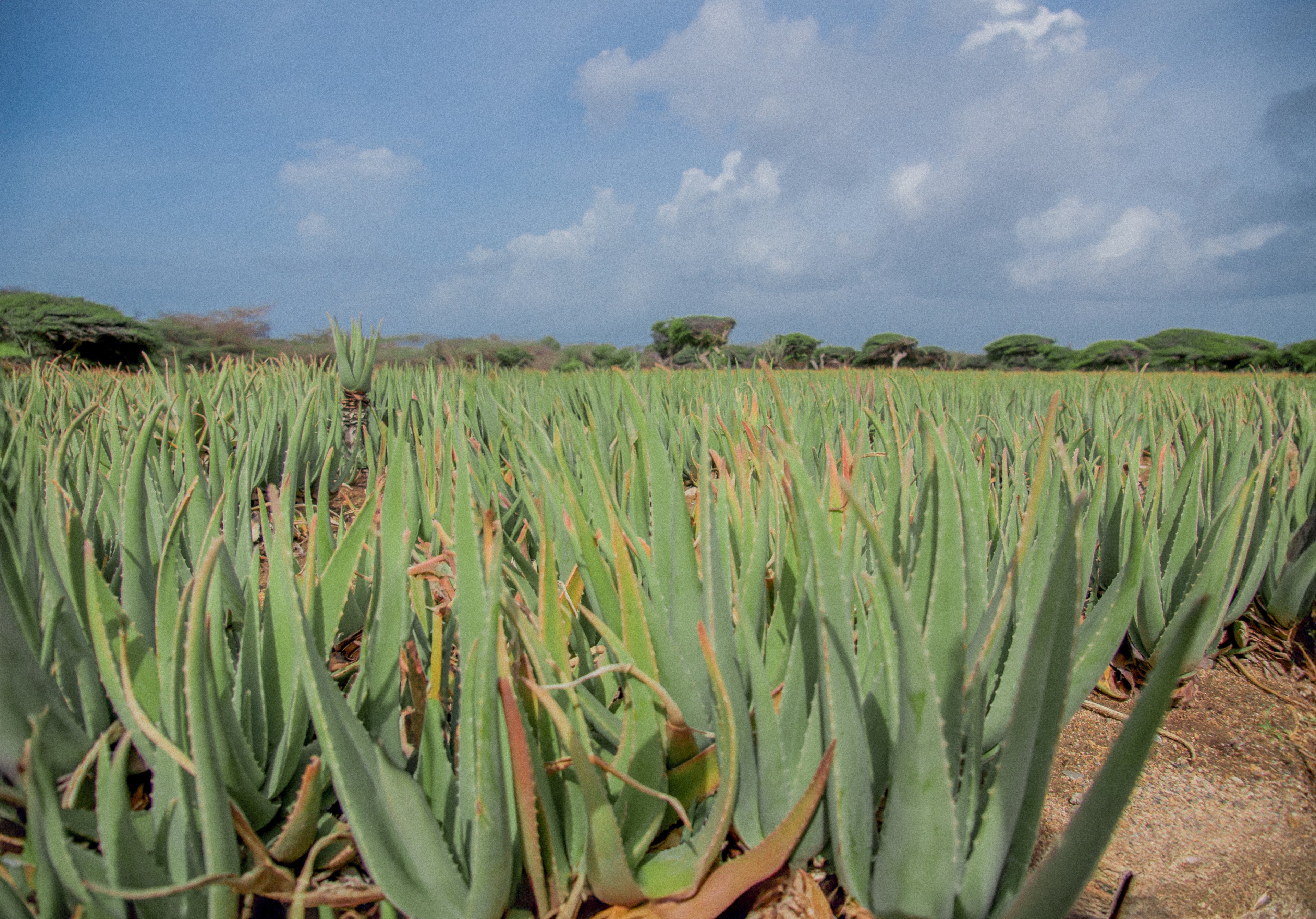 Royal Aruba Aloe Field
