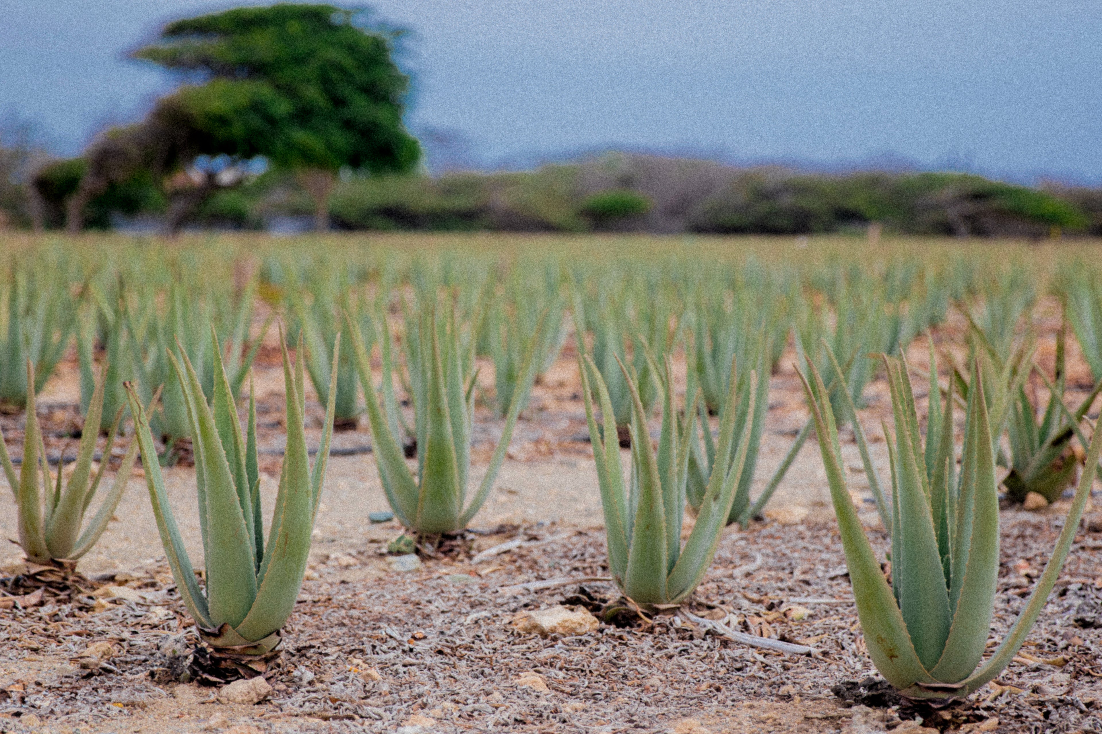 Royal Aruba Aloe Field