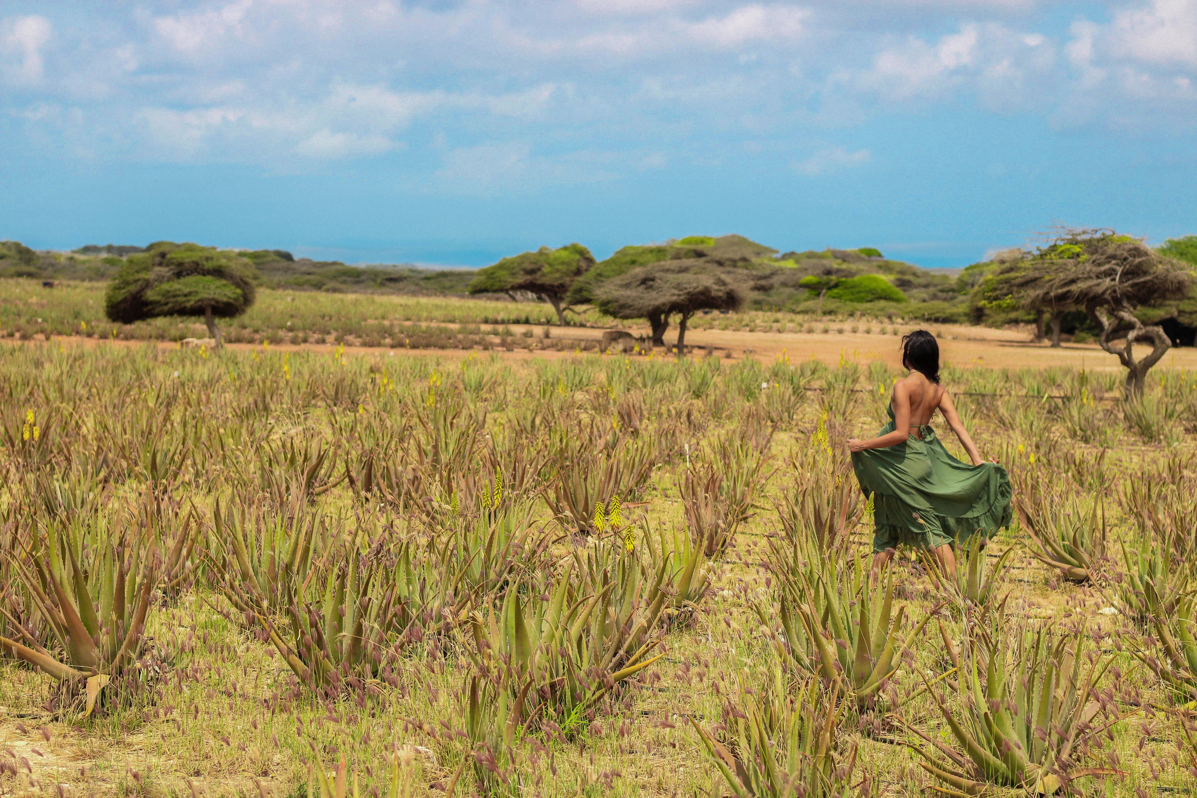 Royal Aruba Aloe Field